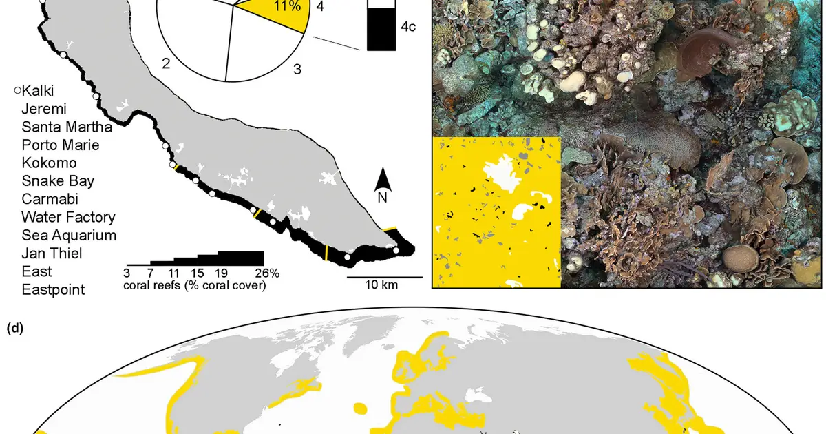 Sun-powered sponges may generate 11% of tropical coral reef productivity