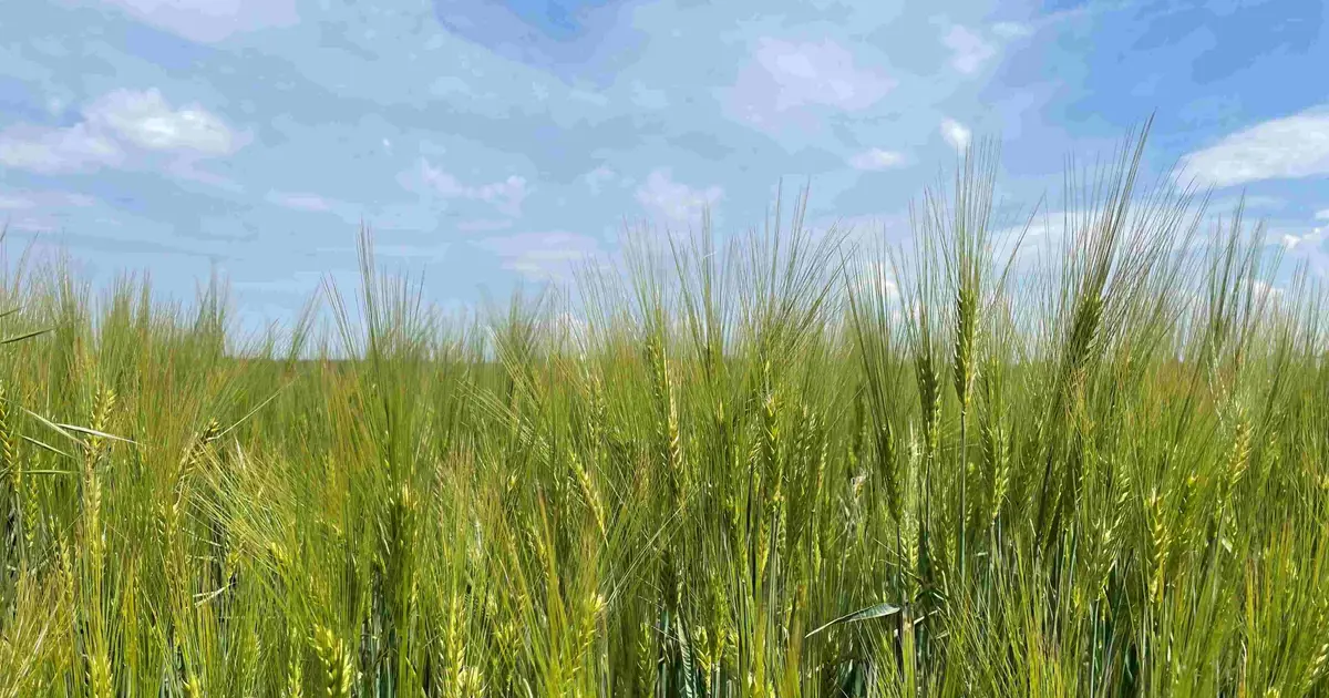 Standard tests do not always detect all gluten residues in barley beer