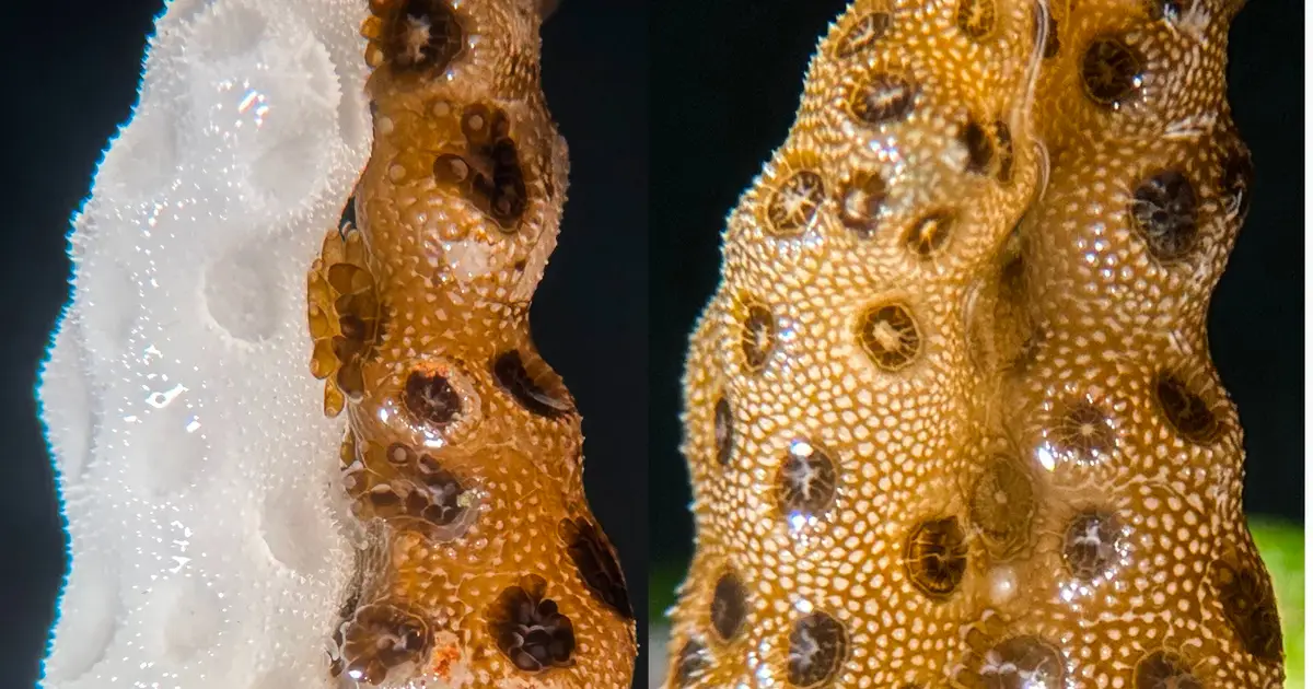 Scientists discover a way to reverse coral bleaching at record speed