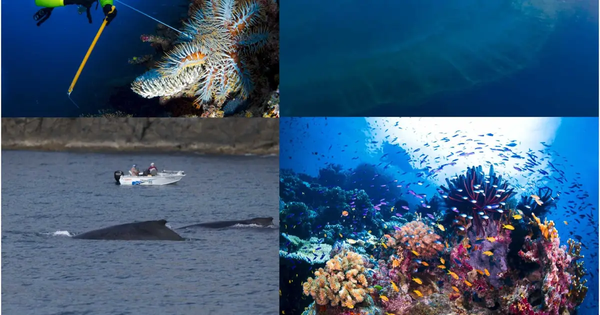 Starfish program creates new jobs