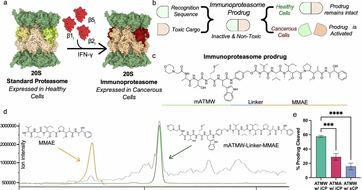 Experimental chemotherapy uses stealth tactic to activate inside cancer cells