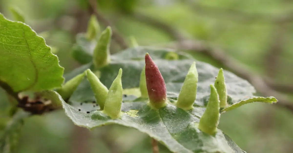 Shared blueprint in aphid proteins helps AI predict their structures