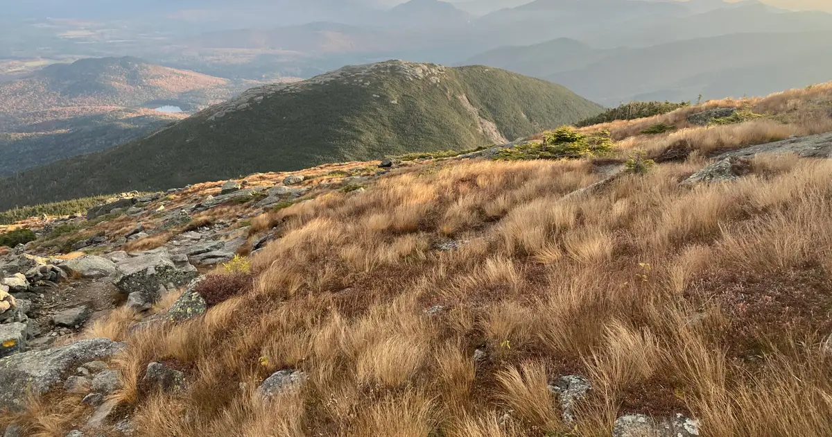 Study finds alpine peaks are greening in the Northeast U.S., Canada