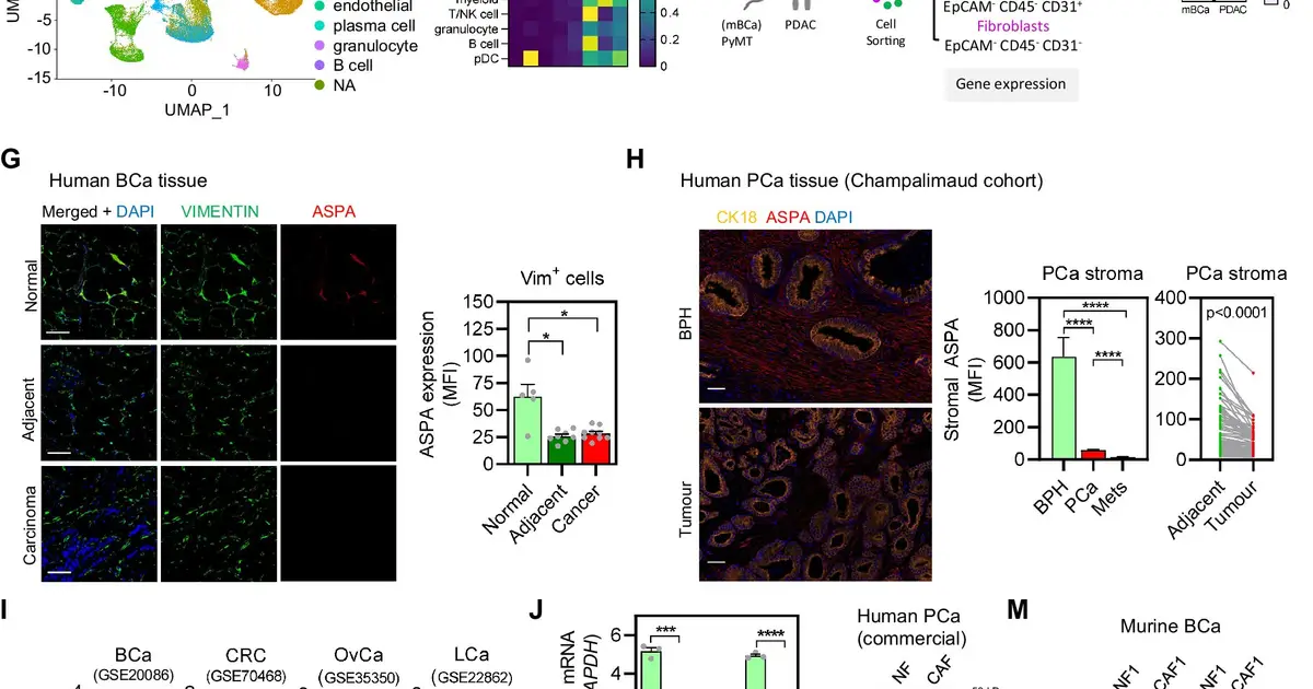 Natural regulator may slow several cancers by shutting down fibroblasts, study finds