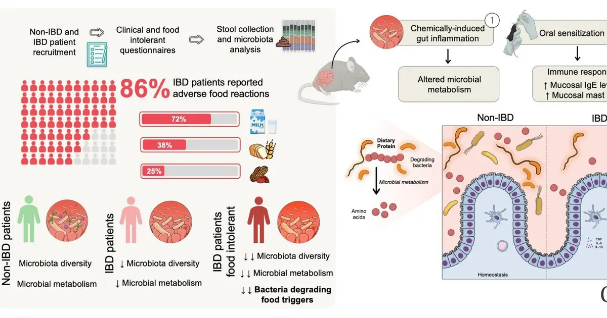 Study may explain why IBD patients react to foods they once tolerated