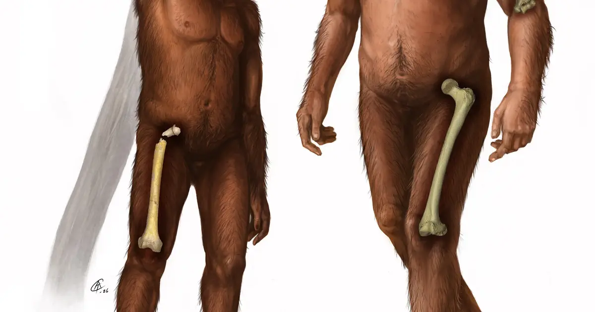 Bone strength study reveals new clues about human evolution