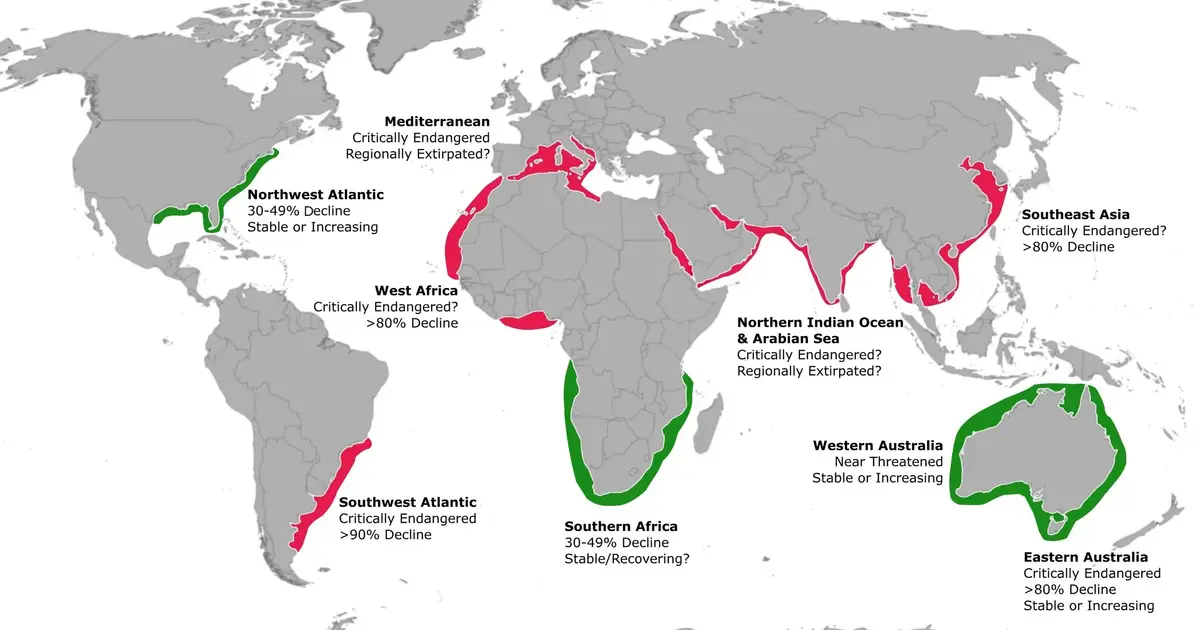 Study questions growing international trade in critically endangered sand tiger sharks