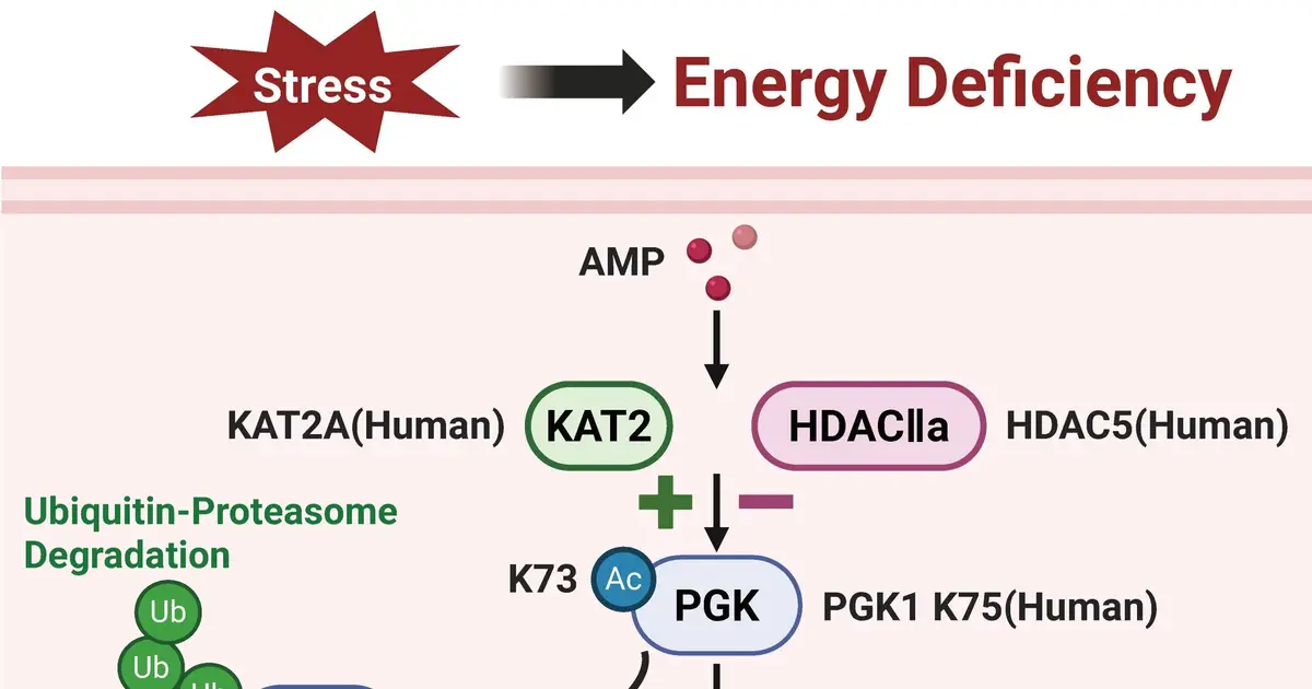 How lung tumors hijack an ancient marine metabolic axis to promote malignant growth