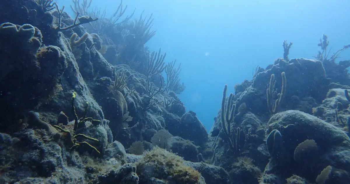 Seawater samples may offer early clues to changing reef health