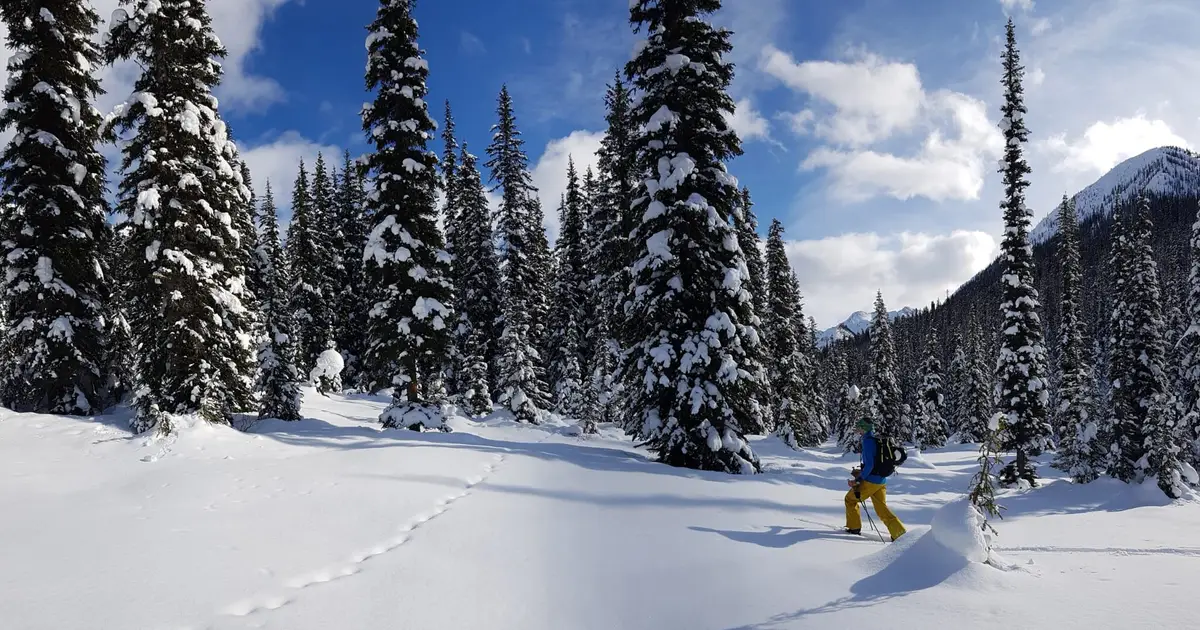 Backcountry recreation and roads linked to fewer wolverines in Canadian mountains