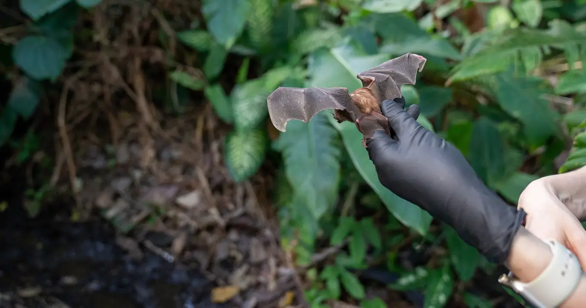Could bats self-medicate? More than 50 wild bats offer clues