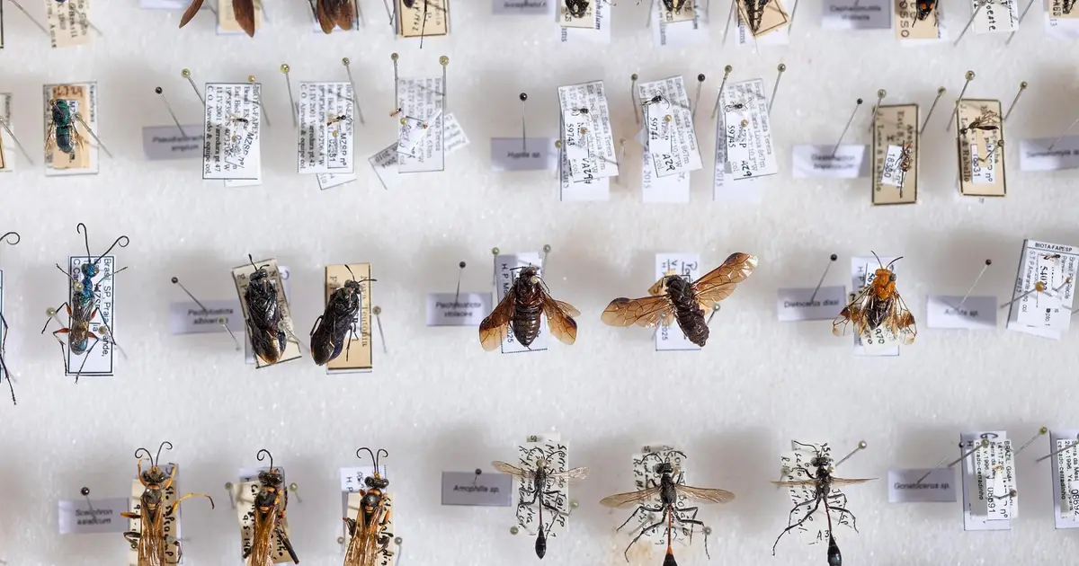 Bee magnetism appears far more widespread than expected across 120 species