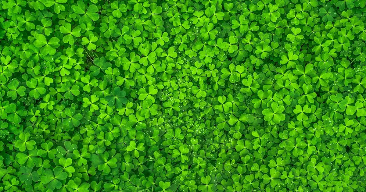 Earlier swathing opens a new pathway for subterranean clover seed harvest