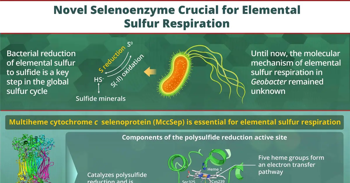 New enzyme mechanism explains how sulfur-reducing bacteria process elemental sulfur