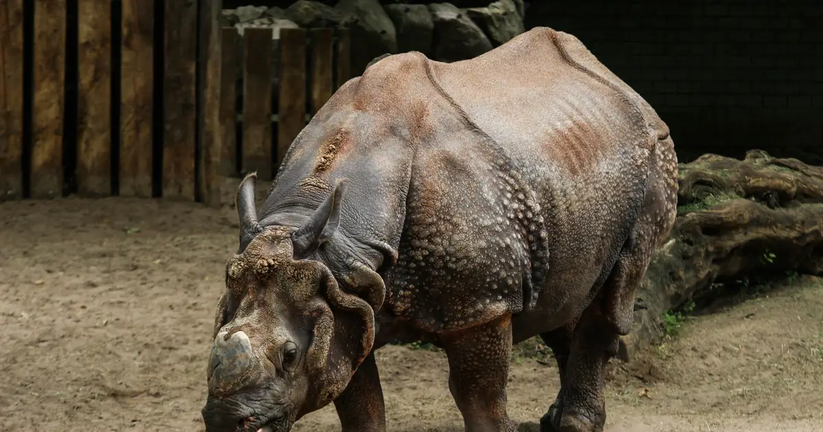 Africa's rhinos often get the spotlight—but Indonesia's two rhino species are far closer to extinction