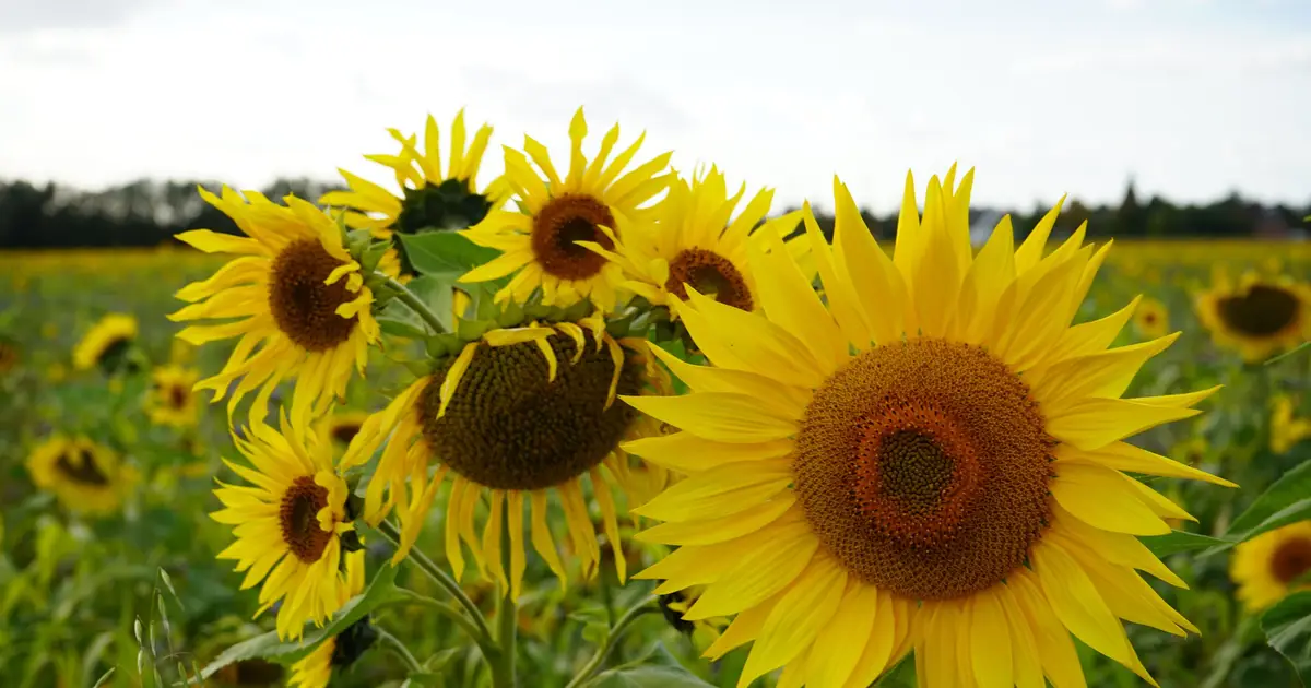 Scientists develop new system to boost prime editing in dicot plants