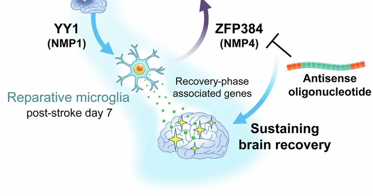 Microglia mechanism reveals why brain's stroke repair window closes