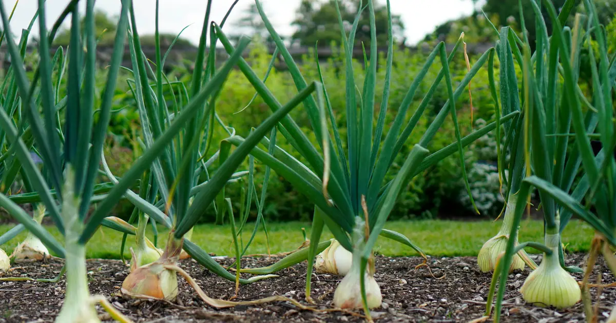 E. coli survives longer in poultry-amended Georgia onion soils, two-year study finds
