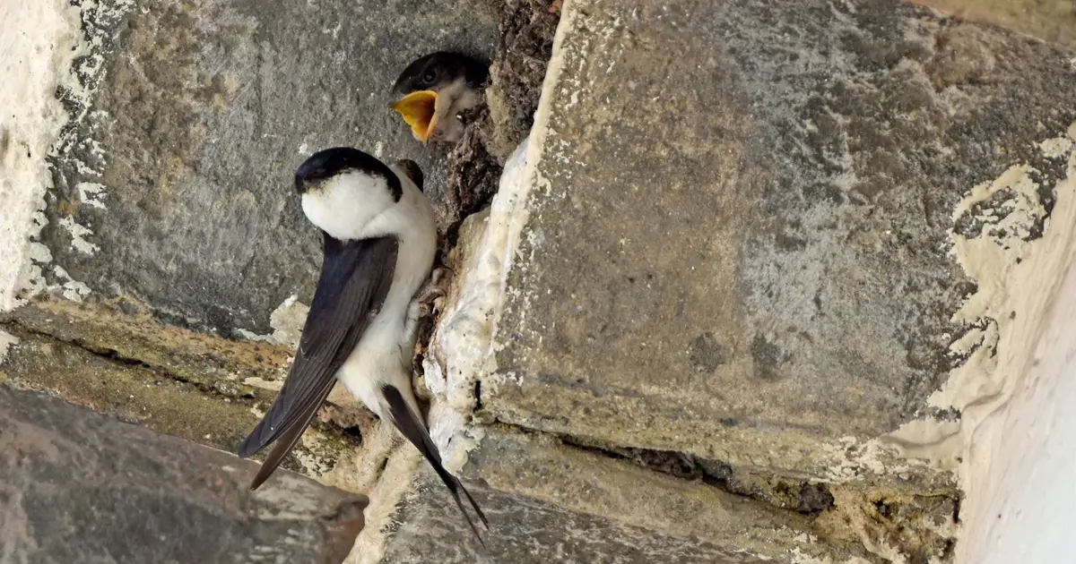 What if our cities were designed for wildlife as well as people?
