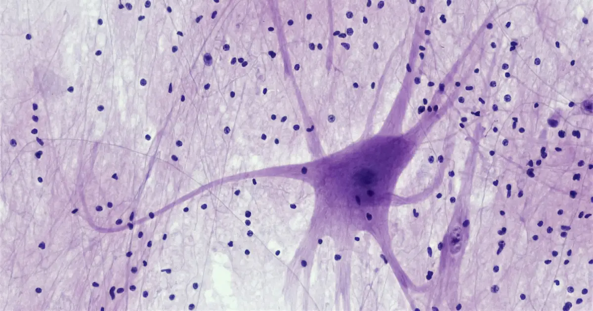 The stepping stones of memory are more fluid than once thought