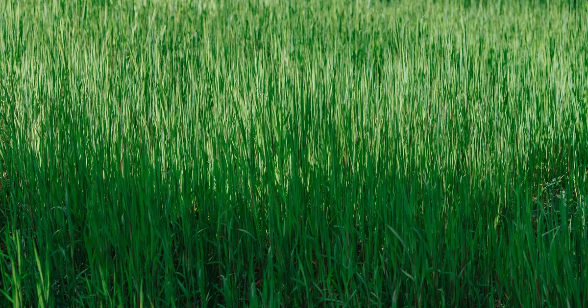 Higher cutting could reduce annual bluegrass contamination in tall fescue seed