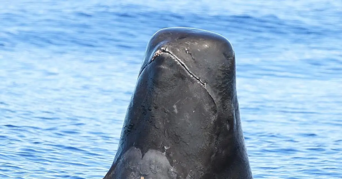 Tangled plastic and fishing gear found in pilot whales stranded in Hawaii
