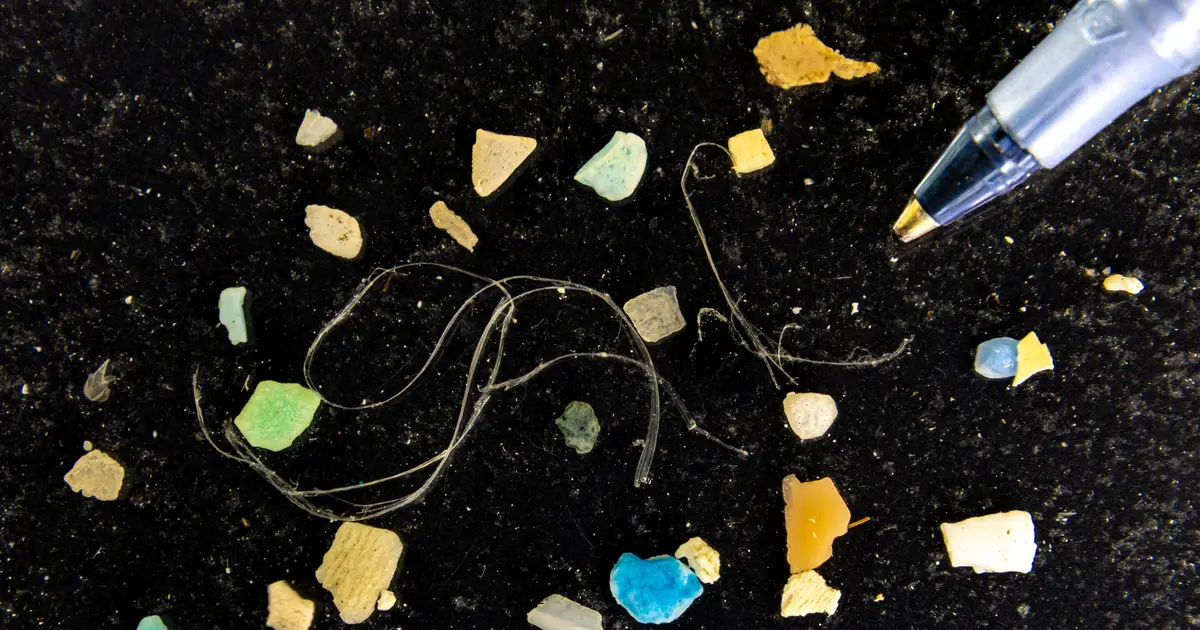 Tangled seaweed inspires one-size-fits-all cleaners for ocean microplastics
