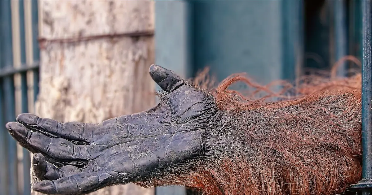 One storm pushed world's rarest great ape closer to extinction in Sumatra