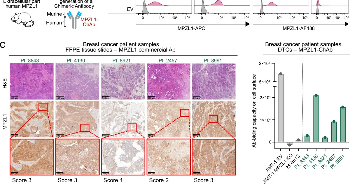 One dose of protein-targeting CAR-T cells shrinks solid tumors in preclinical tests