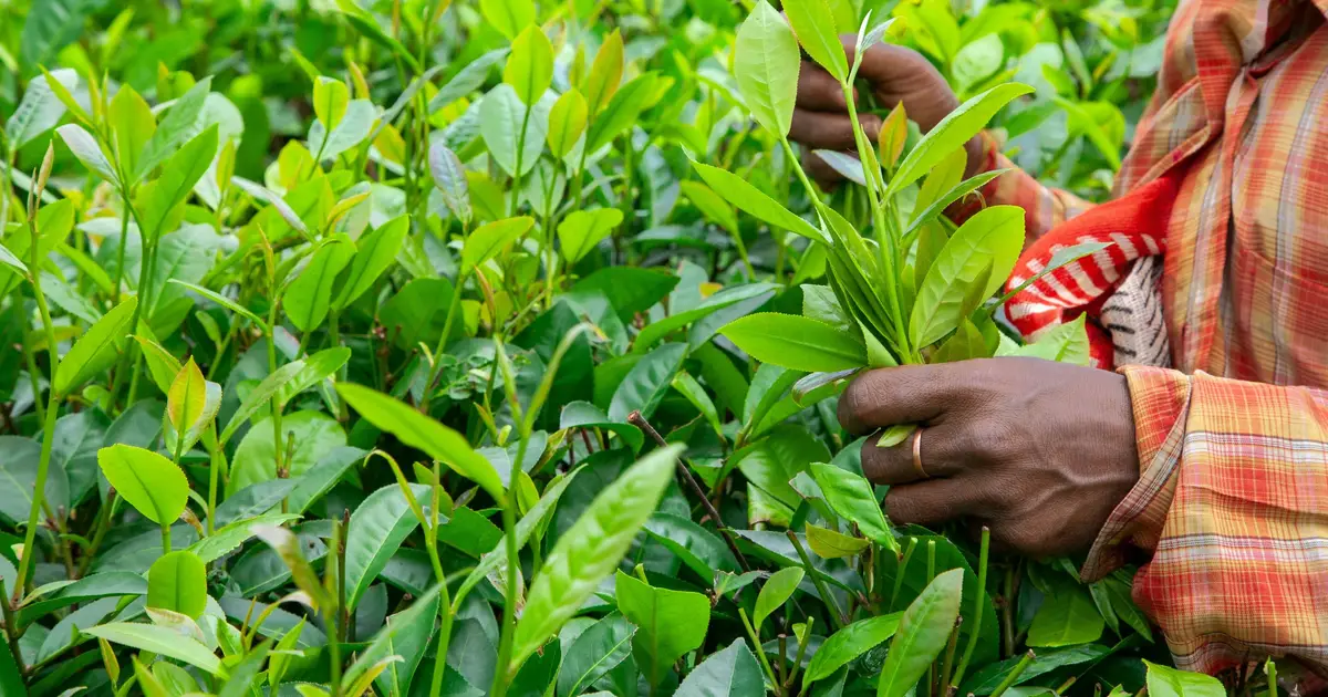 Targeting a particular gene may improve tea plants' flavor and cold tolerance