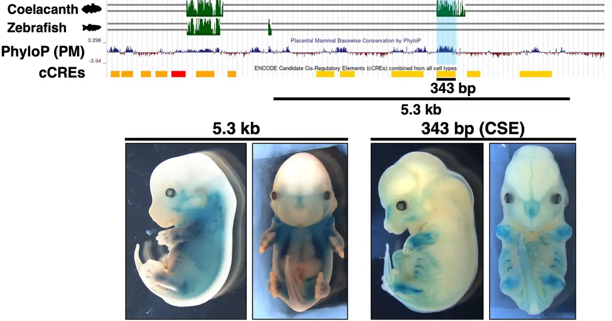 Team identifies an evolutionarily conserved enhancer that regulates tendon and ligament development
