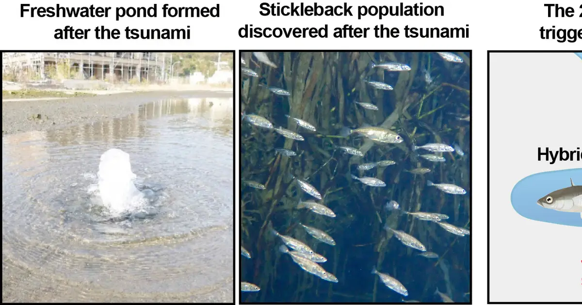 Japan's 2011 tsunami sparked fish hybridization, but species boundaries largely held