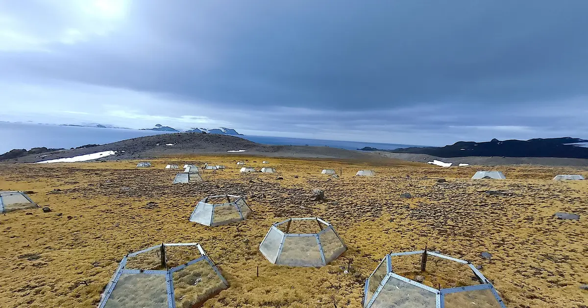 The Antarctic's only two flowering plants reveal opposing strategies for surviving long-term warming