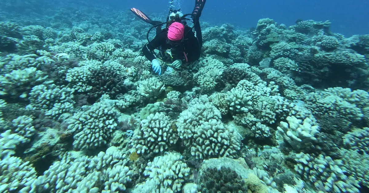 Genomic evidence suggests coral reefs may be rewriting their genetic future in real time