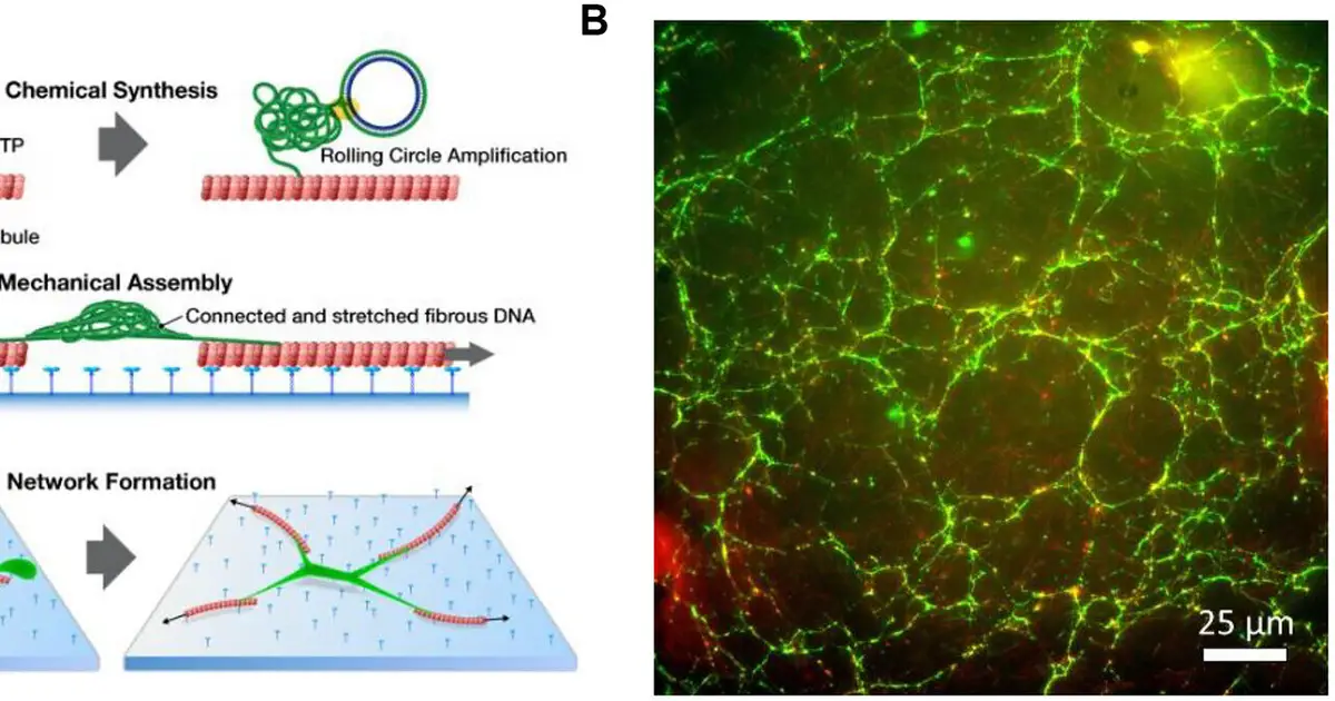 The dynamic duo: 'Weaving' hierarchical DNA materials with two classes of biomolecular nanomachines