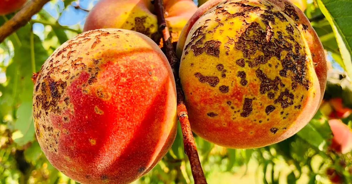 The family tree of viruses just grew, and it paves the way for a new approach to agricultural research