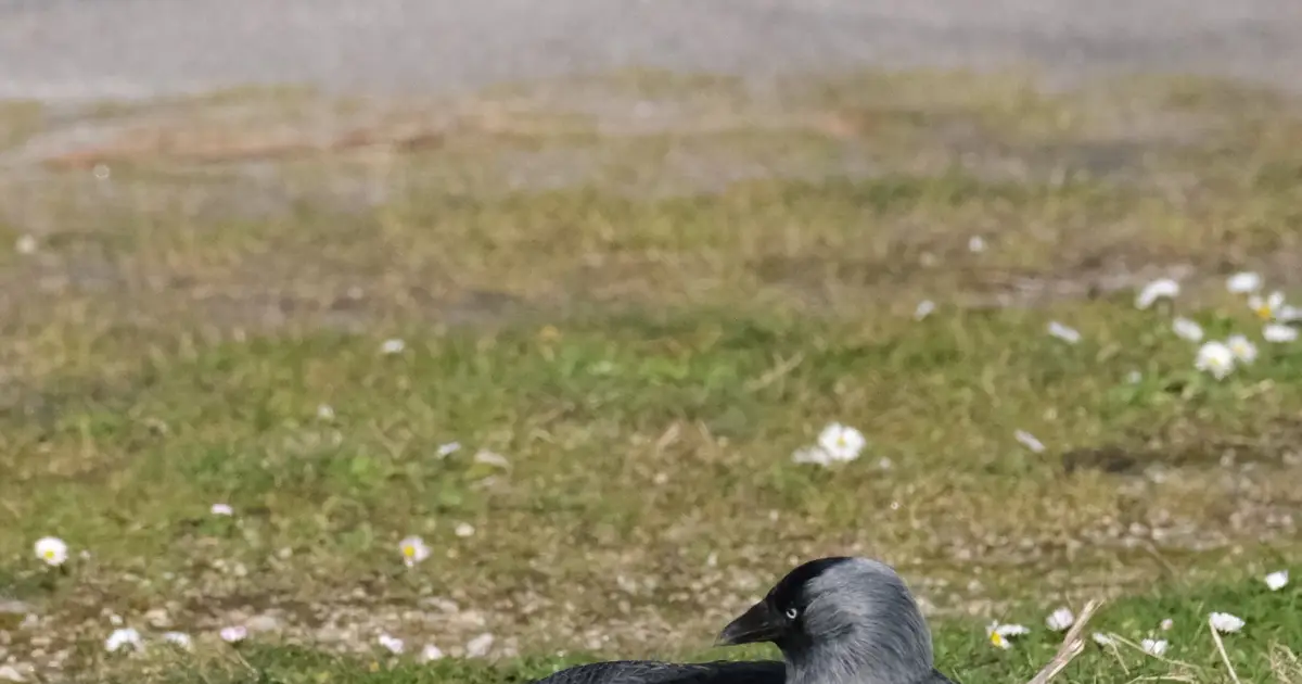 Close social bonds help wild jackdaws hold feeding spots but come with waiting costs