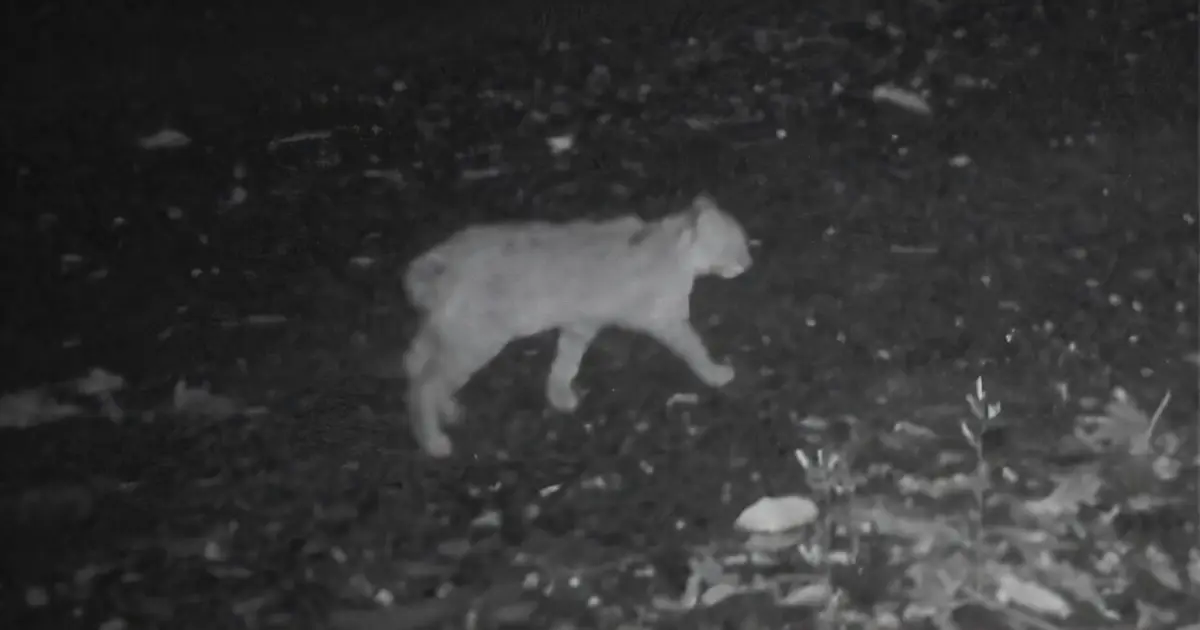 Genomic analysis clarifies origin of unusual tail in endangered Tsushima leopard cat