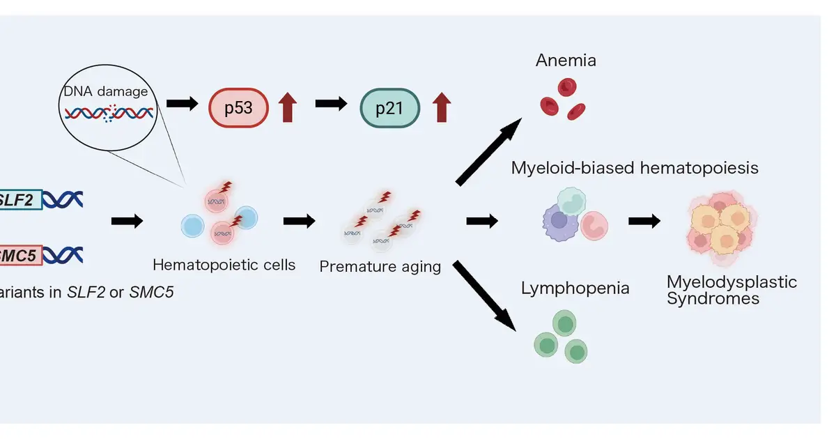 Gene mutations behind serious bone marrow conditions identified