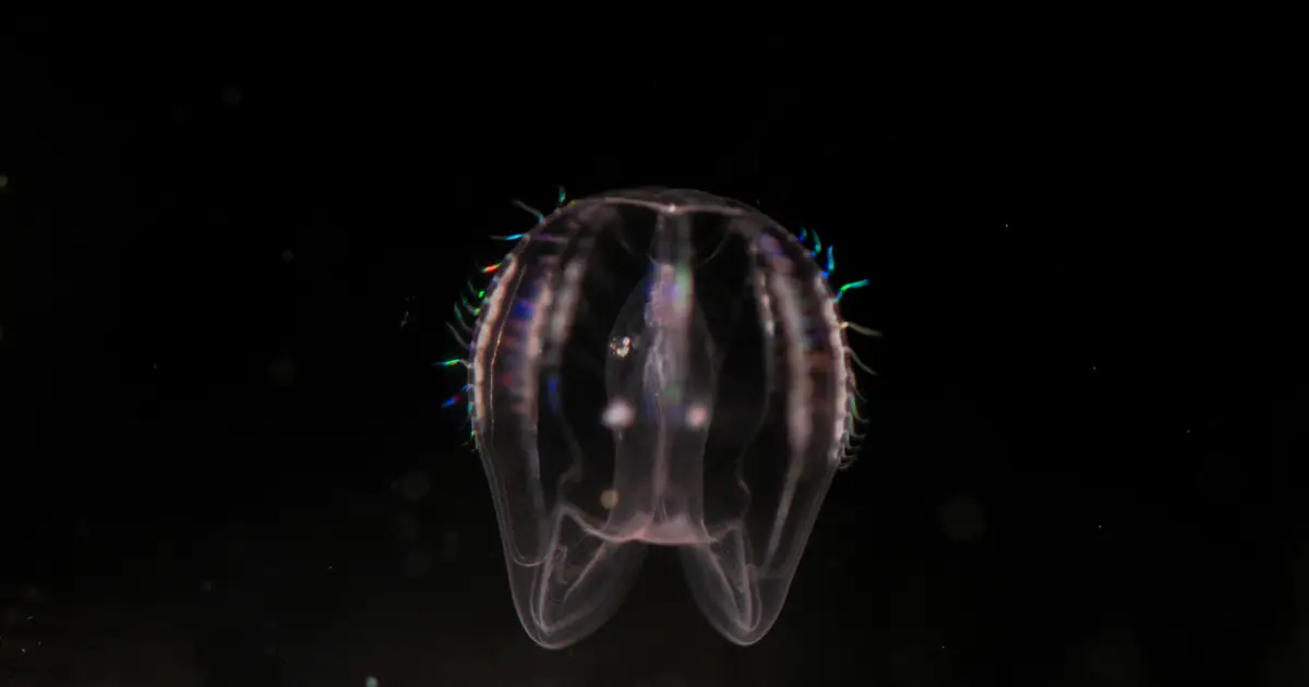 Comb jelly embryos reveal embryonic signaling center shared across early animal evolution