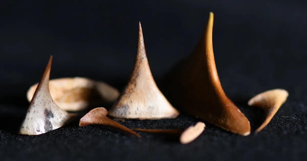 The hidden physics behind the shape of rose thorns
