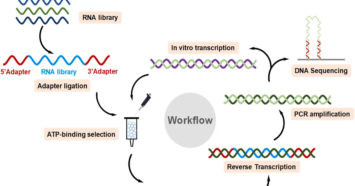 The hunt for a natural molecule that can release cellular energy
