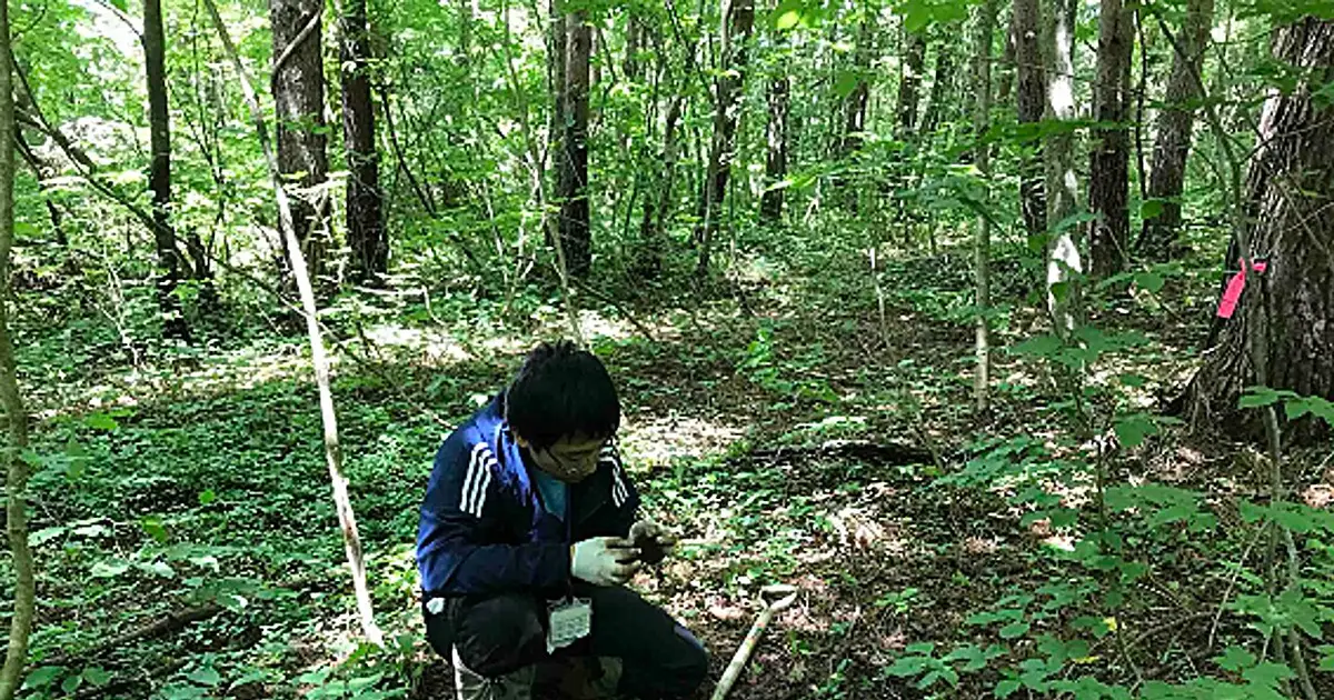 DNA analysis identifies root-dwelling fungi as potential keystone species in forest microbial communities