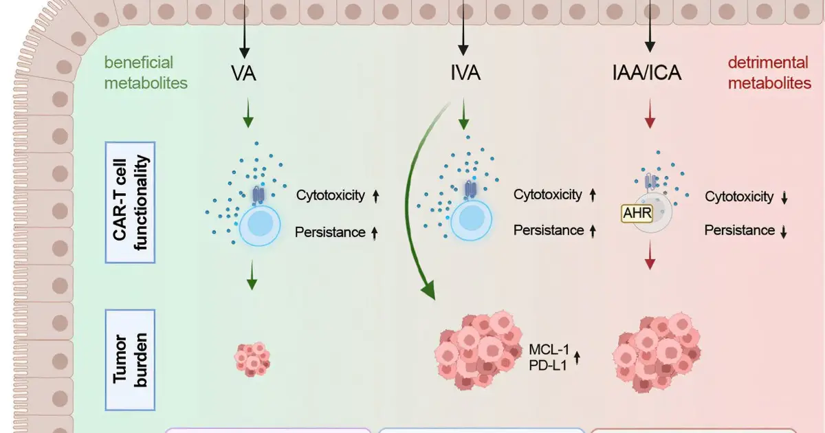 Metabolic activity of gut bacteria can either promote or inhibit function of CAR T cells in cancer therapy