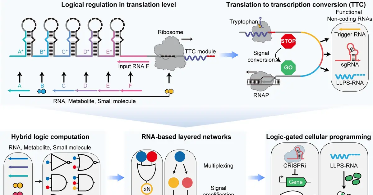 Ribosome-based gene circuit lets cells read six signals and trigger responses