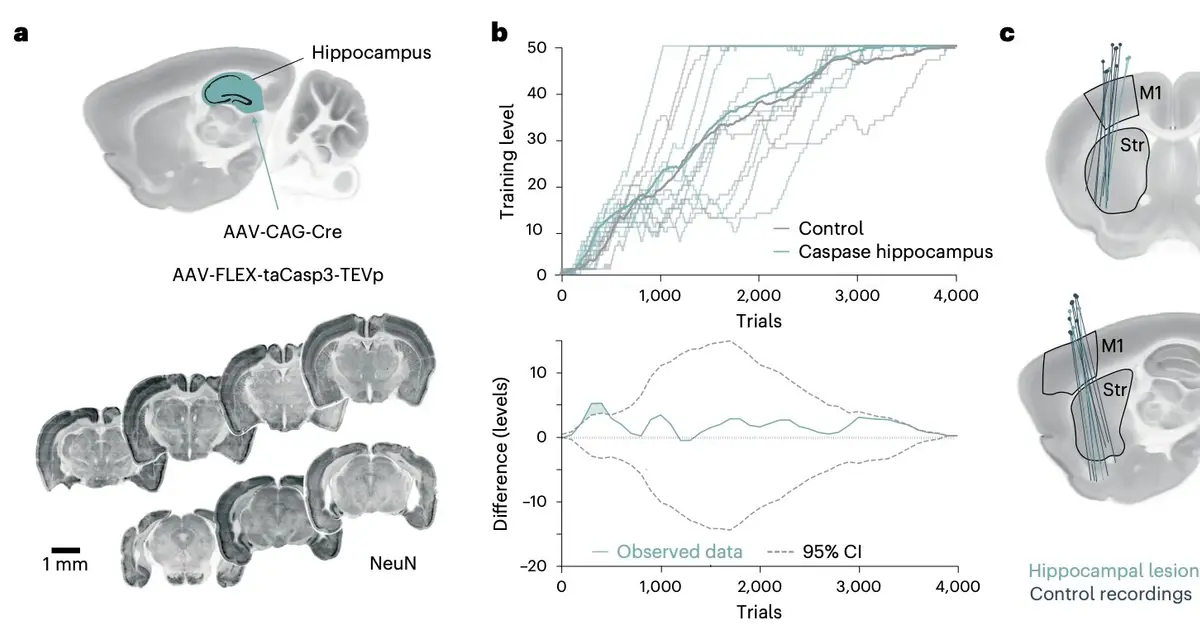 Sleep replay of learned skills can occur independently of the hippocampus, mouse study finds