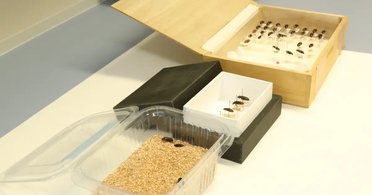 Europe's aversion to eating insects may have deep ecological and evolutionary roots