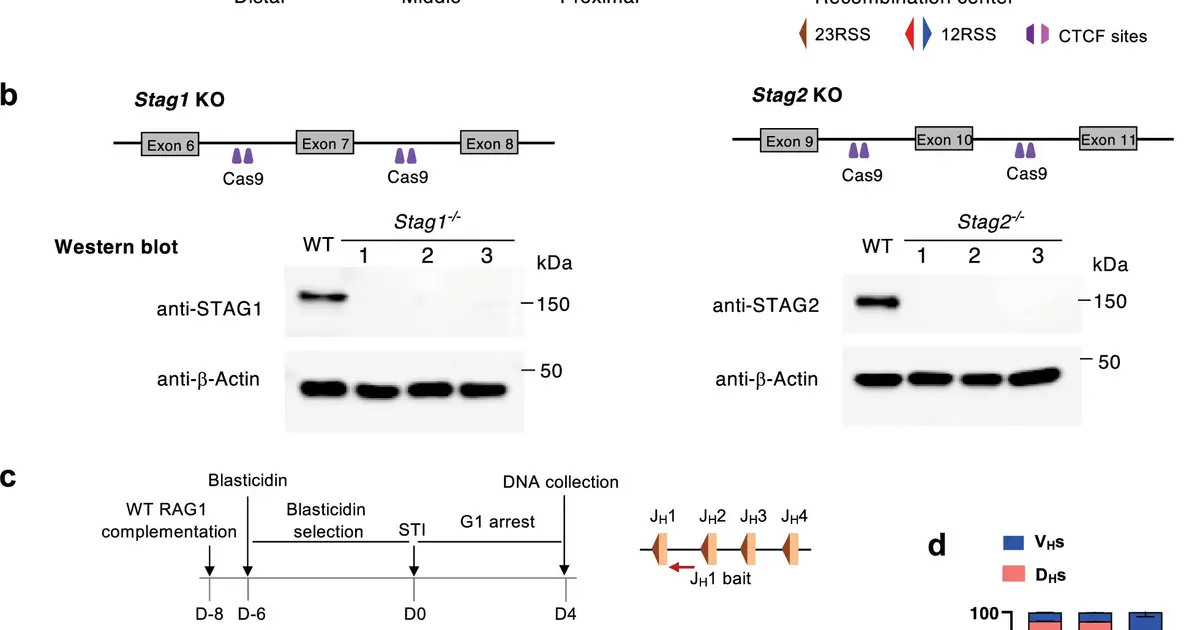 DNA loops reveal how immune cells build millions of antibodies from one genome