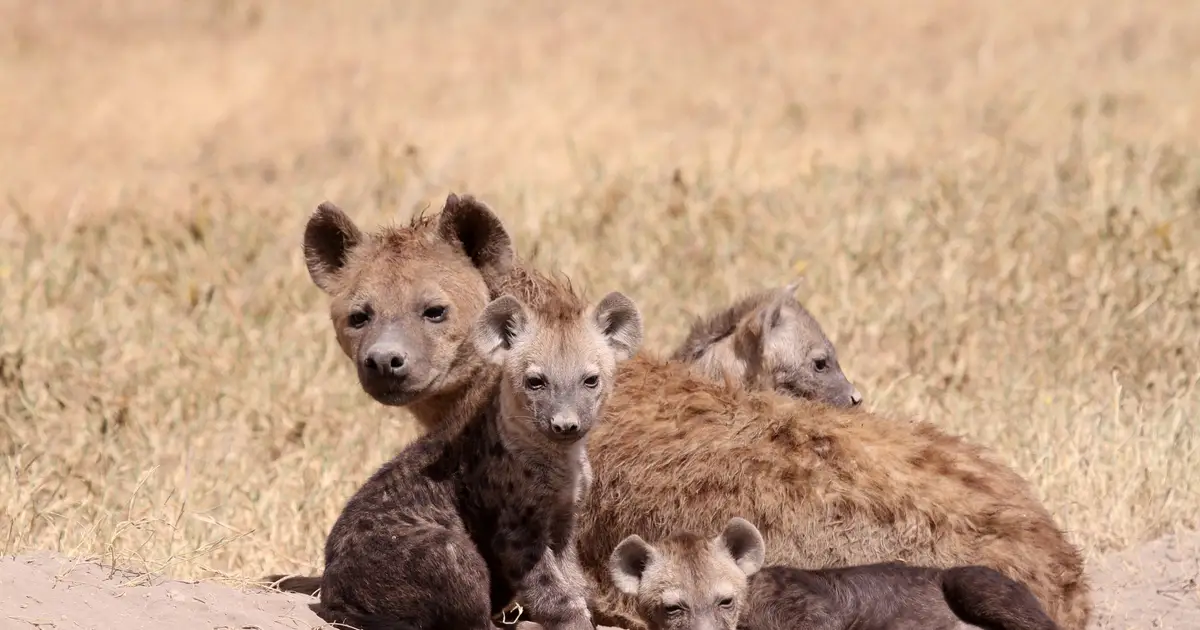 When mothers make the winners: How alpha female lineages dominate hyena clans