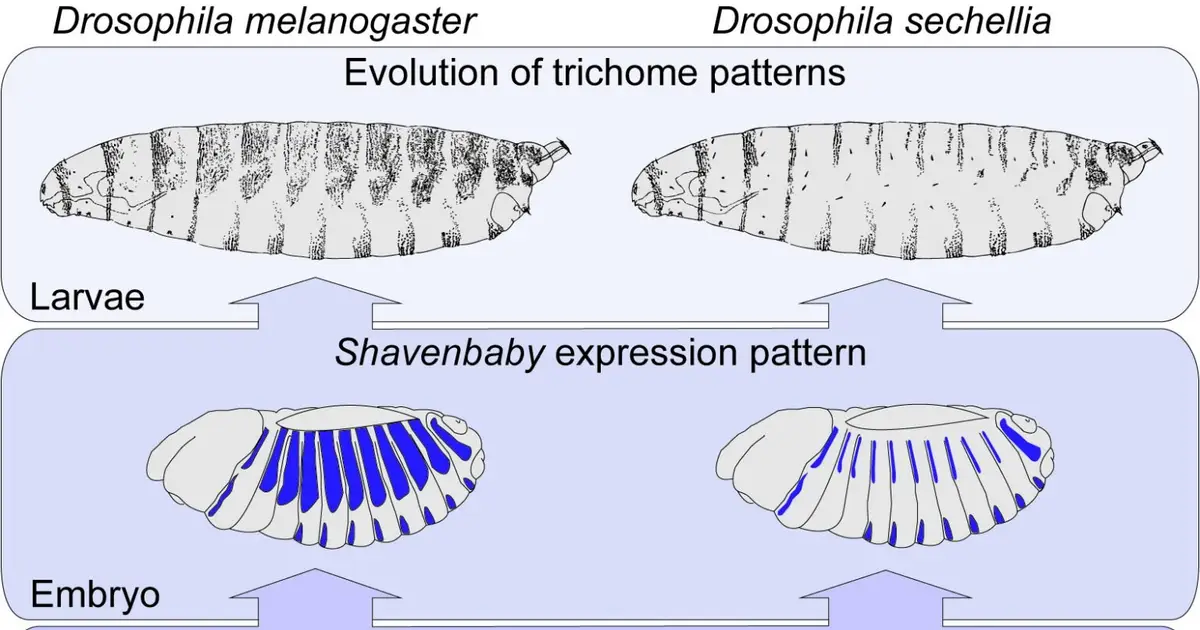 The stability paradox: How do organisms change shape over the course of evolution?